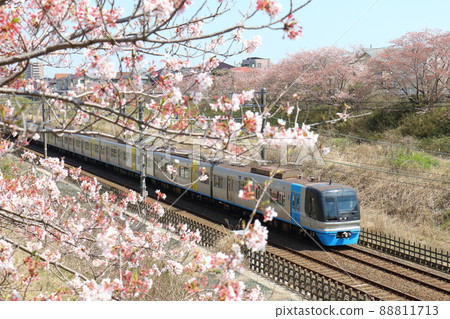 Chiba New Town Railway 9100 type train C-Flyer Sea Flyer and Sakura in full bloom 88811713