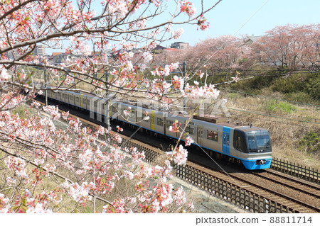 千葉新城鐵道9100型列車C-Flyer Sea Flyer和櫻花盛開 88811714