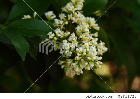 鼠標麻糬 04 88811723