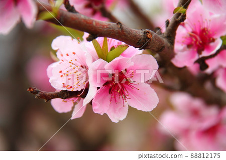 Almond 01 Almond 01 88812175