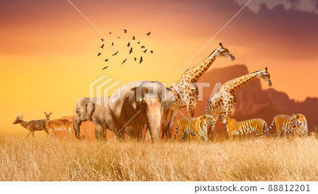 World Wildlife Day Groups of wild beasts were gathered in large herds in the open field in the evening when the golden sun was shining. World Wildlife Day Groups of wild beasts were gathered in large herds in the open field in the evening when the golden sun was shining. 88812201