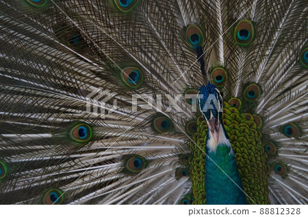 Blue and bright Indian peafowl Blue and bright Indian peafowl 88812328
