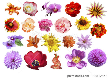 Collage from beautiful spring and year flower Collage from beautiful spring and year flower 88812348