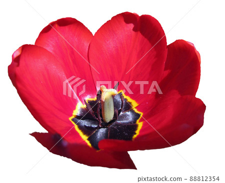 Red tulip on background green sheet Red tulip on background green sheet 88812354