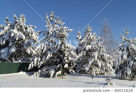 Winter landscape with pine in the countryside Winter landscape with pine in the countryside 88812628