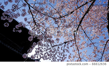 Beautiful cherry blossoms at Nanzenji Temple in Kyoto 88812636