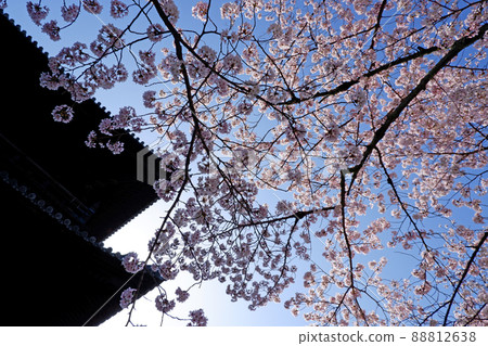 Beautiful cherry blossoms at Nanzenji Temple in Kyoto Beautiful cherry blossoms at Nanzenji Temple in Kyoto 88812638
