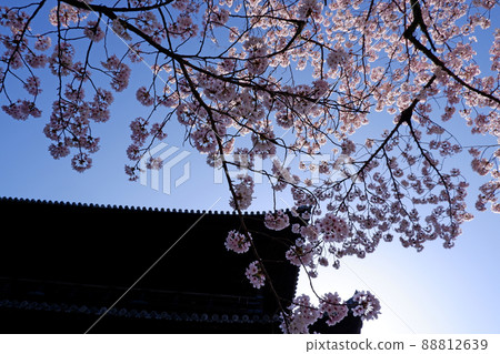 Beautiful cherry blossoms at Nanzenji Temple in Kyoto 88812639