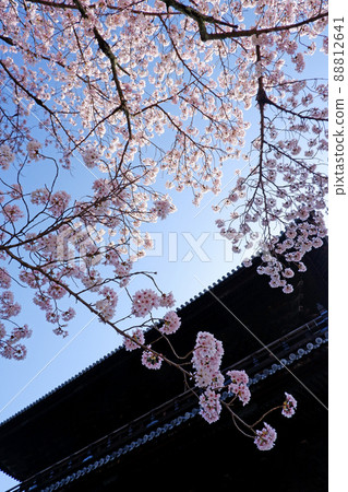 京都南禪寺美麗的櫻花 88812641