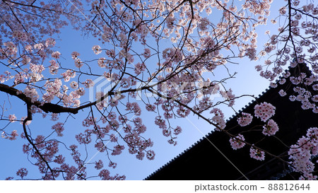Beautiful cherry blossoms at Nanzenji Temple in Kyoto 88812644