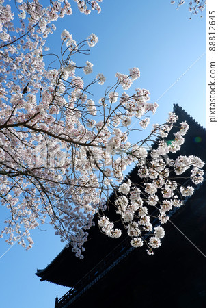 Beautiful cherry blossoms at Nanzenji Temple in Kyoto 88812645