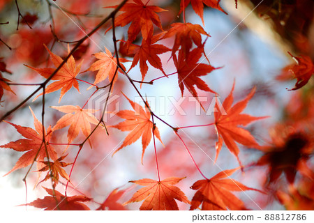 Autumn scenery Autumn scenery 88812786