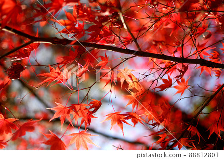 Autumn scenery Autumn scenery 88812801
