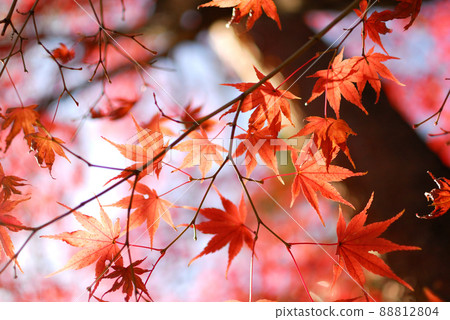 Autumn scenery Autumn scenery 88812804