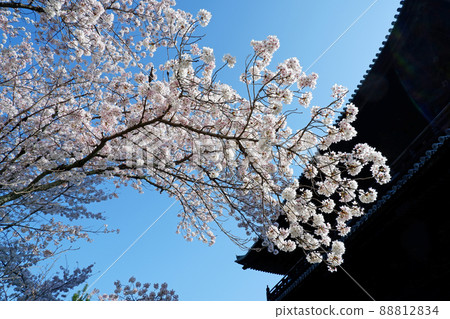 Beautiful cherry blossoms at Nanzenji Temple in Kyoto Beautiful cherry blossoms at Nanzenji Temple in Kyoto 88812834