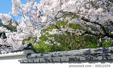 京都南禪寺美麗的櫻花 88812839