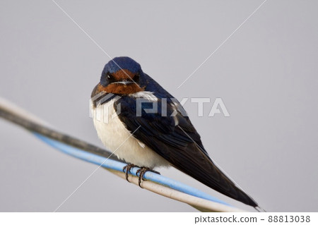 Swallow (early morning) 88813038
