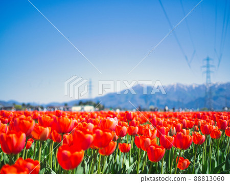 Gosen City Tulip Festival Gosen City Tulip Festival 88813060