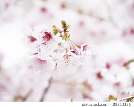 Spring in Oshino Hakkai, Oshino Village, Yamanashi Prefecture 88813356