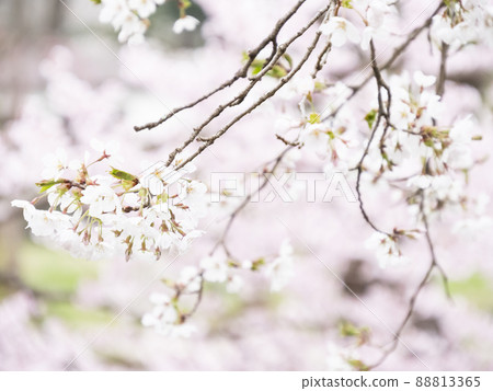 山梨縣忍野村忍野八海的春天 山梨縣忍野村忍野八海的春天 88813365