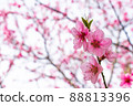 Pink flowering tree. 88813396