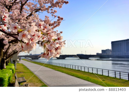 Sakura on the Shinano River Yasuragi Embankment Sakura on the Shinano River Yasuragi Embankment 88813403