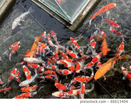 Red and white Nishikigoi competition 88813404