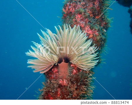 Underwater creatures Sabellidae 88813474