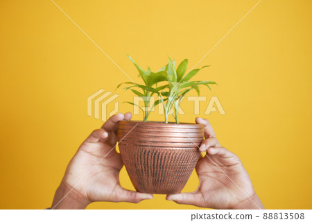 men holding a growing green plant , men holding a growing green plant , 88813508