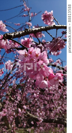 Sakura Sakura 88813588