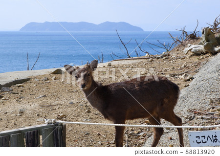 Awaji Island deer 88813920