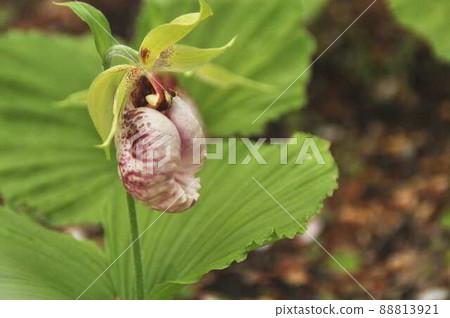 花朵 花 花卉 88813921