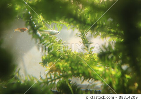 Medaka在水族館 88814209