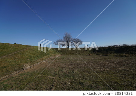 Symbolic cherry tree. Symbolic cherry tree. 88814381