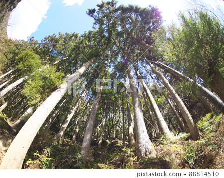 View of the forest looking up 88814510