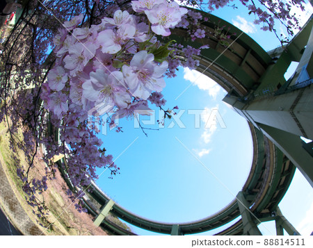 Kawazu cherry tree and loop bridge 88814511