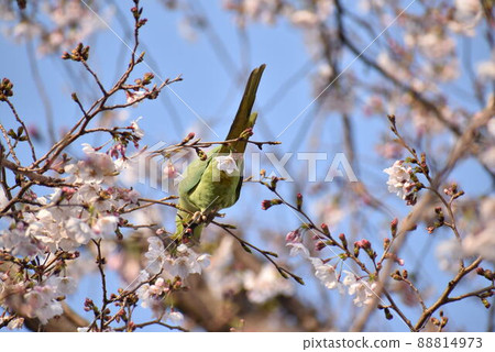 Sakura and Rose-ringed Parakeet Sakura and Rose-ringed Parakeet 88814973