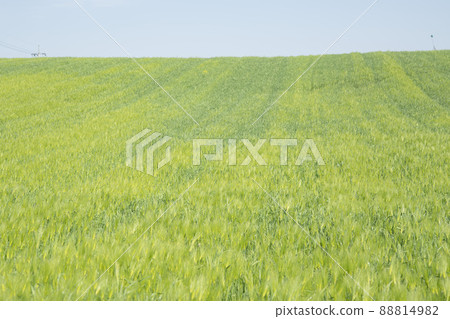 青大麥田，學院農場 88814982