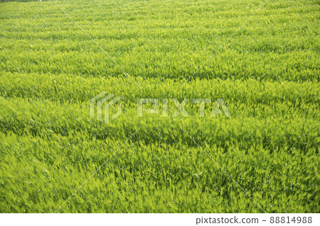 青大麥田，學院農場 88814988