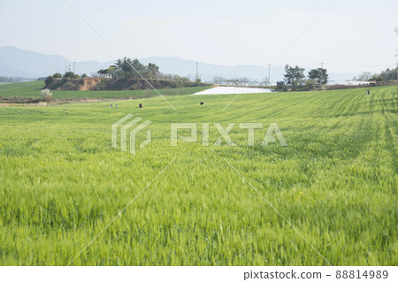 青大麥田，學院農場 88814989