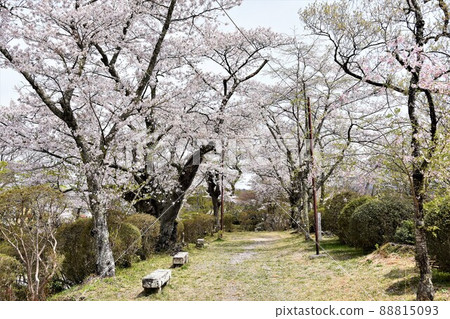 Cherry blossoms at Tanagura castle ruins 88815093