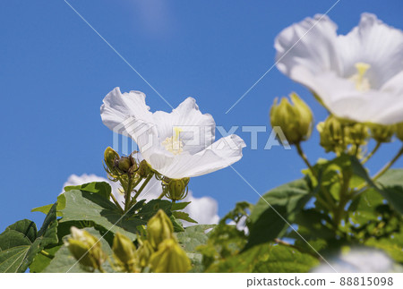 Fuyo no Hana Fuyo圖像素材背景素材 88815098