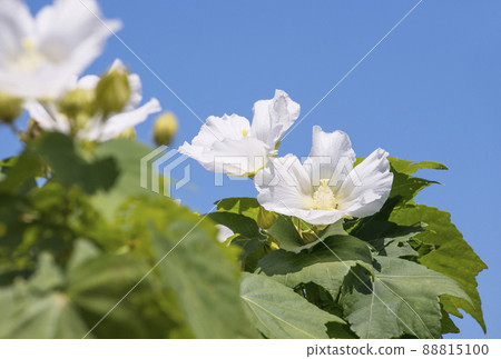 Fuyo no Hana Fuyo圖像素材背景素材 88815100