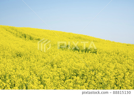 Rapeseed flower, academy farm Rapeseed flower, academy farm 88815130