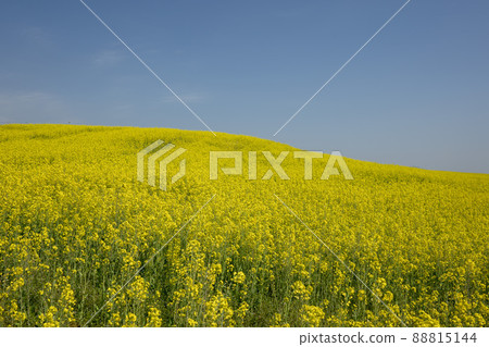 Rapeseed flower, academy farm Rapeseed flower, academy farm 88815144