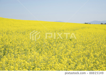 油菜花,學院農場 油菜花,學院農場 88815149