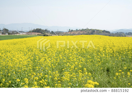 油菜花,學院農場 油菜花,學院農場 88815192