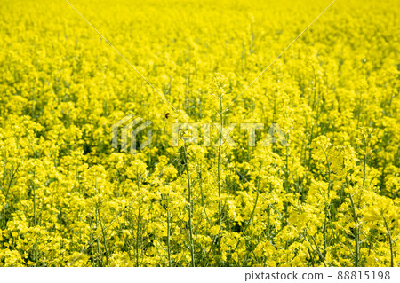 Rapeseed flower, academy farm 88815198