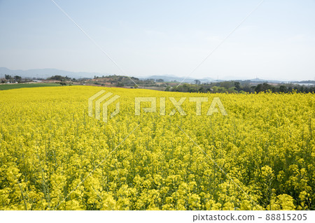 油菜花,學院農場 油菜花,學院農場 88815205