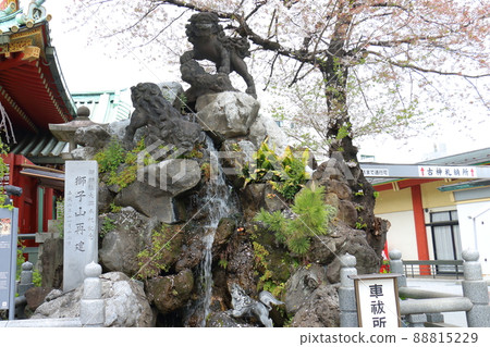 石獅子和櫻花騎在神田神社轄區的獅子山上 工匠石切藤兵衛外神田,東京都千代田區 石獅子和櫻花騎在神田神社轄區的獅子山上 工匠石切藤兵衛外神田,東京都千代田區 88815229